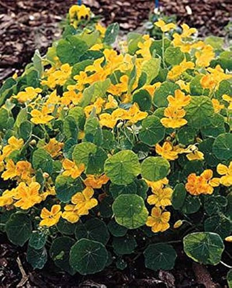 Hirlybird (flower) for planting in garden